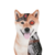 artificial-inu