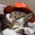 cat-wif-hat