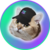 Catsolhat