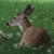 Deer Seized By Us Government