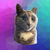 Diamond The Cat Coin