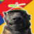 Dog Wif Spinning Hat