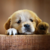 Doggy Needs Friend