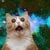 Felicette The Space Cat