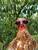 gallo-the-hen