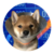 Gogowifcone