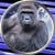 Harambe On Solana