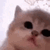 Jam Cat