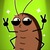 kokok-the-roach