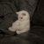 Maxcat