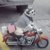 Moto Dog