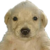 Perro Dinero