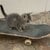 Skatecat