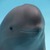 Smiling Dolphin