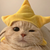 Star Cat