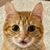 Tori The Cat