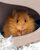 woolly-mouse